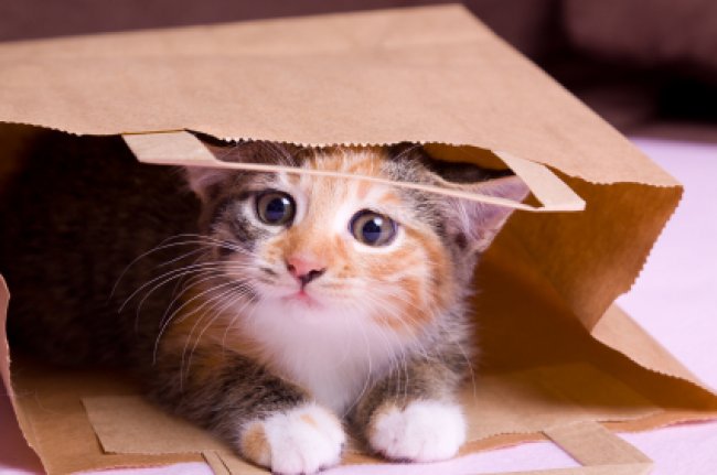 KEEPING THE CAT IN THE BAG: HOW TO KEEP YOUR BEST BUSINESS IDEAS SECURE AS TRADE SECRETS